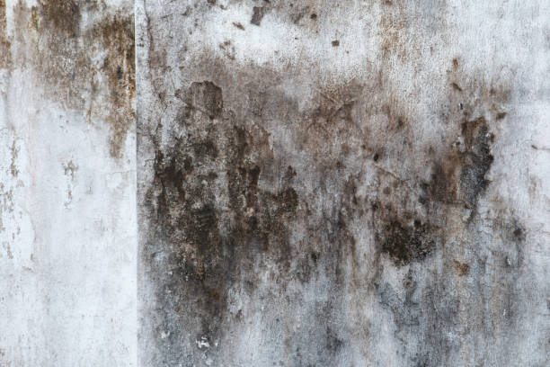 Best Mold Damage Restoration  in Limesa, CA