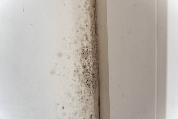 Asbestos and Lead Testing During Mold Inspection in Calimesa, CA