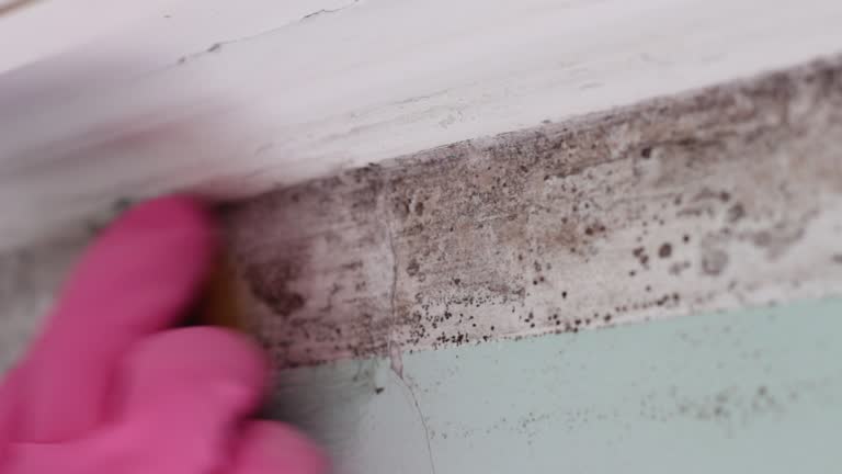 Best Residential Mold Inspection & Testing  in Limesa, CA